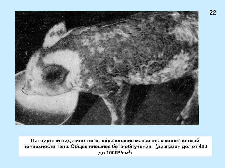 Лучевые ожоги презентация