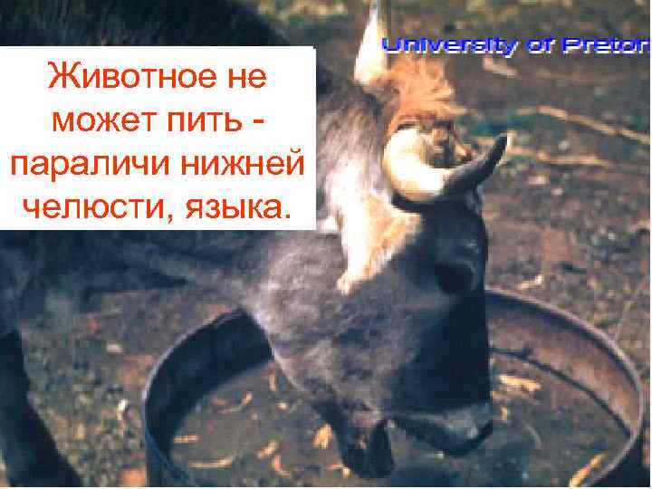 Животное не может пить параличи нижней челюсти, языка. 