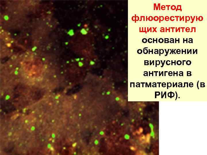 Метод флюорестирую щих антител основан на обнаружении вирусного антигена в патматериале (в РИФ). 