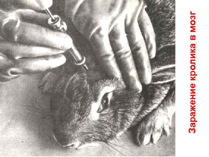 Заражение кролика в мозг 