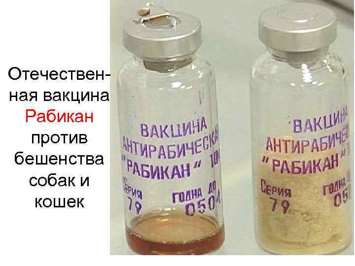 Отечественная вакцина Рабикан против бешенства собак и кошек 