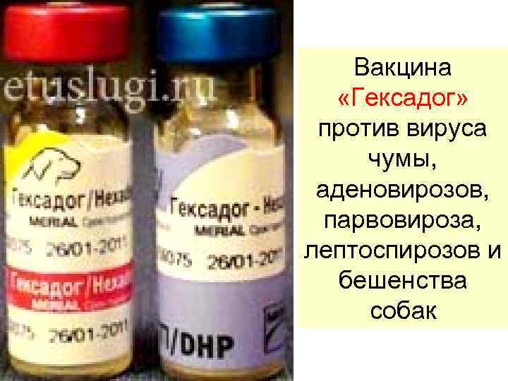 Вакцина «Гексадог» против вируса чумы, аденовирозов, парвовироза, лептоспирозов и бешенства собак 