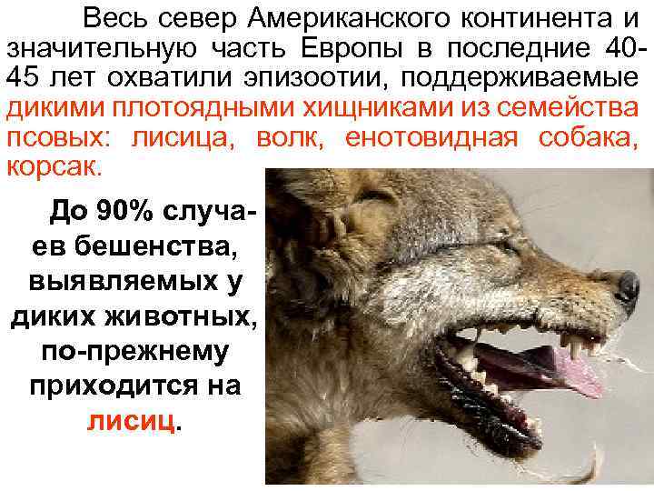 Весь север Американского континента и значительную часть Европы в последние 4045 лет охватили эпизоотии,