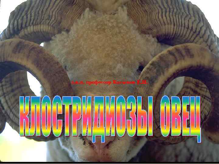 д. в. н. профессор Касымов Е. И. 1 