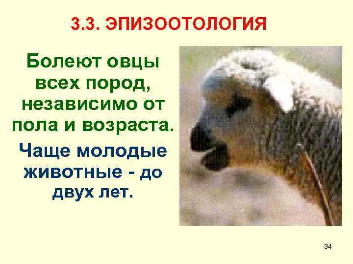 3. 3. ЭПИЗООТОЛОГИЯ Болеют овцы всех пород, независимо от пола и возраста. Чаще молодые