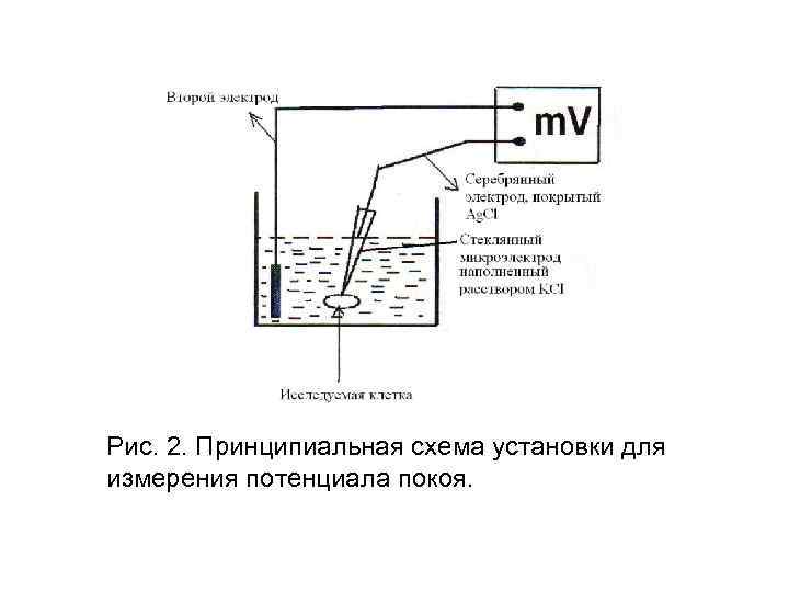 Электрокротобойка с электродами схема