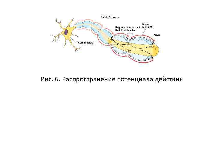 Рис. 6. Распространение потенциала действия 