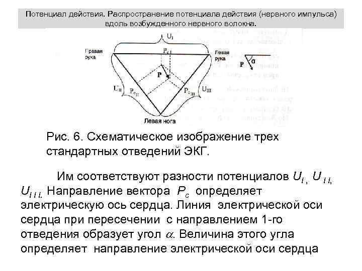 Потенциал действия. Распространение потенциала действия (нервного импульса) вдоль возбужденного нервного волокна. Рис. 6. Схематическое