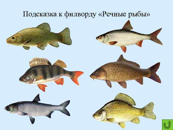 Речные и озерные рыбы фото и названия