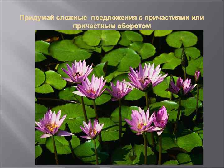 Придумай сложные предложения с причастиями или причастным оборотом 