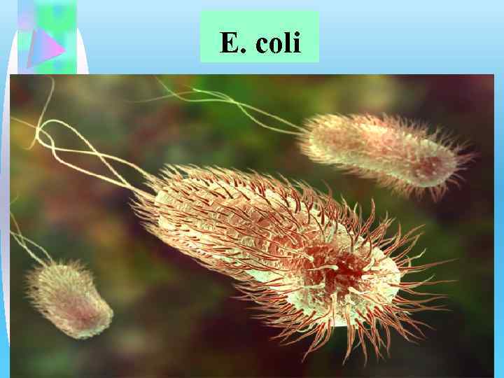 E. coli 