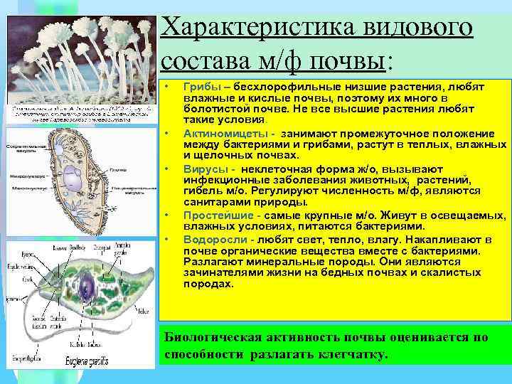 Характеристика видового состава м/ф почвы: • • • Грибы – бесхлорофильные низшие растения, любят