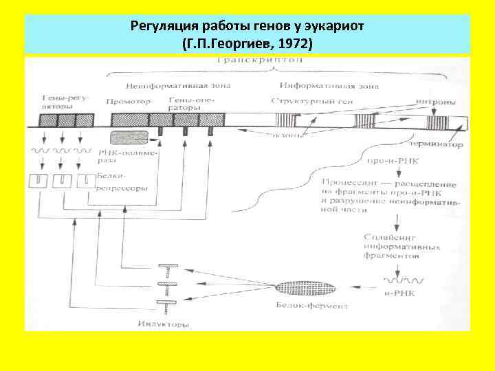 Молекулярные механизмы экспрессии генов у эукариот конспект