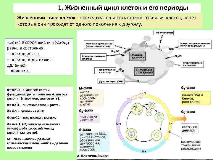 Клеточный цикл фото