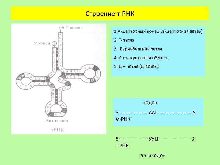 Т петля т рнк. Вторичная структура петли ТРНК. Функции петель ТРНК. Акцепторный стебель ТРНК. Структура ТРНК стабилизирующая петля.