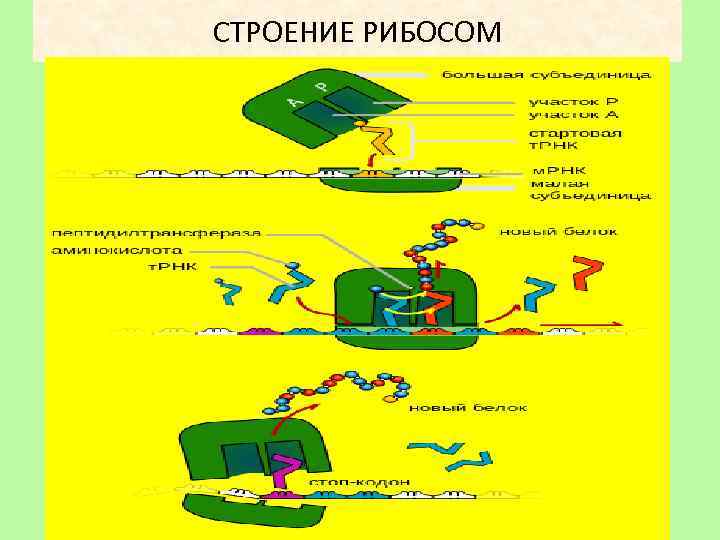 СТРОЕНИЕ РИБОСОМ 