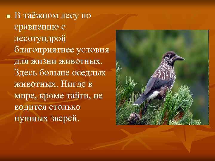 n В таёжном лесу по сравнению с лесотундрой благоприятнее условия для жизни животных. Здесь