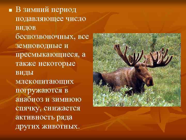 n В зимний период подавляющее число видов беспозвоночных, все земноводные и пресмыкающиеся, а также