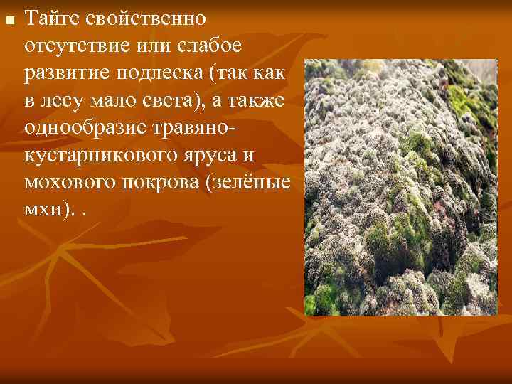 n Тайге свойственно отсутствие или слабое развитие подлеска (так как в лесу мало света),
