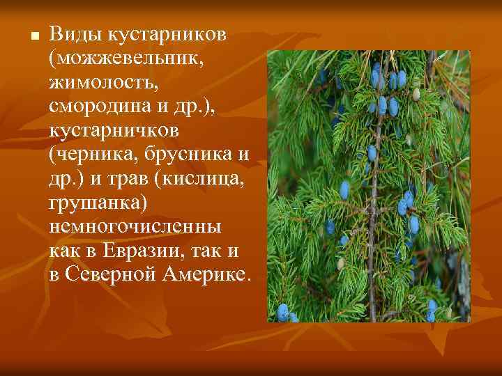 n Виды кустарников (можжевельник, жимолость, смородина и др. ), кустарничков (черника, брусника и др.
