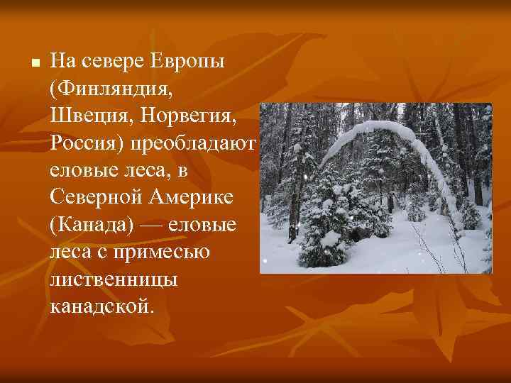 n На севере Европы (Финляндия, Швеция, Норвегия, Россия) преобладают еловые леса, в Северной Америке