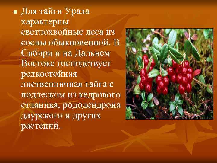 n Для тайги Урала характерны светлохвойные леса из сосны обыкновенной. В Сибири и на