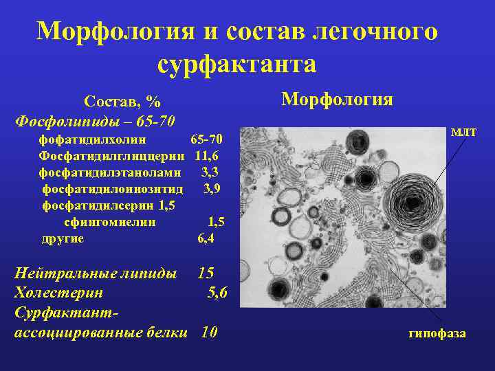 Морфология и состав легочного сурфактанта Состав, % Фосфолипиды – 65 -70 фофатидилхолин 65 -70