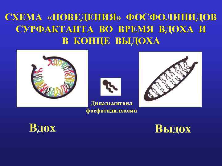 СХЕМА «ПОВЕДЕНИЯ» ФОСФОЛИПИДОВ СУРФАКТАНТА ВО ВРЕМЯ ВДОХА И В КОНЦЕ ВЫДОХА Дипальмитоил фосфатидилхолин Вдох