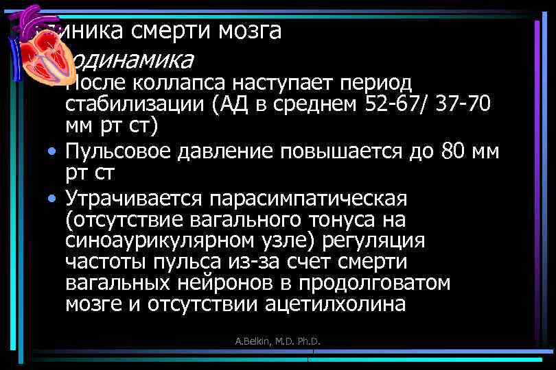 Клиника смерти мозга Гемодинамика • После коллапса наступает период стабилизации (АД в среднем 52