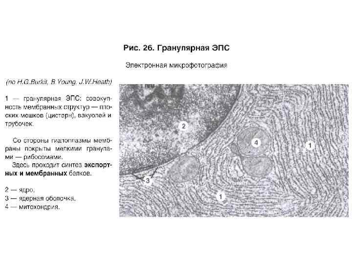 Какова функция органоида электронная микрофотография которого представлена на рисунке