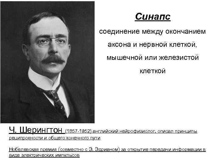 Синапс соединение между окончанием аксона и нервной клеткой, мышечной или железистой клеткой Ч. Шерингтон