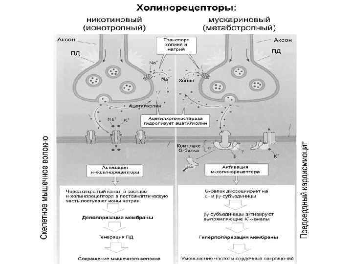 Холинорецепторы