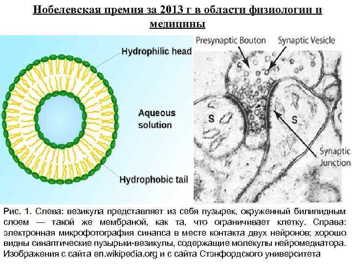 Нобелевская премия за 2013 г в области физиологии и медицины Рис. 1. Слева: везикула