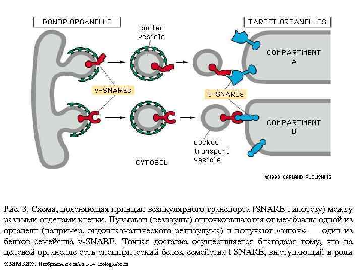 Рис. 3. Схема, поясняющая принцип везикулярного транспорта (SNARE-гипотезу) между разными отделами клетки. Пузырьки (везикулы)