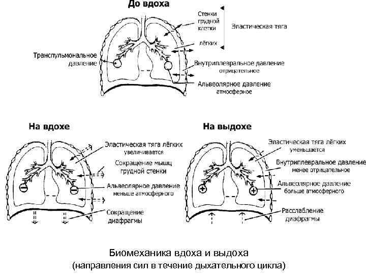 Биомеханика вдоха и выдоха (направления сил в течение дыхательного цикла) 