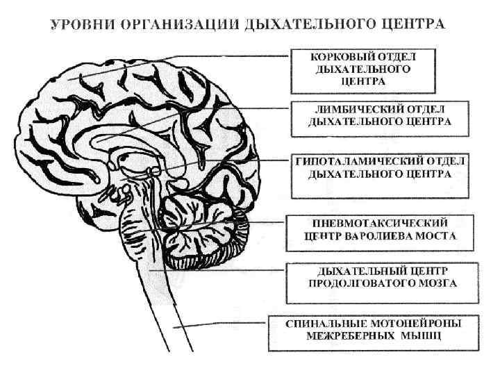 В каких отделах мозга находится дыхательный центр. Уровни организации дыхательного центра. Дыхательный центр расположен. Центр дыхания расположен в мозге. Дыхательный центр головного мозга.