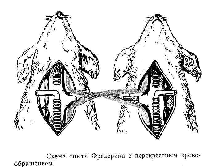 Схемы основных дыхательных шумов