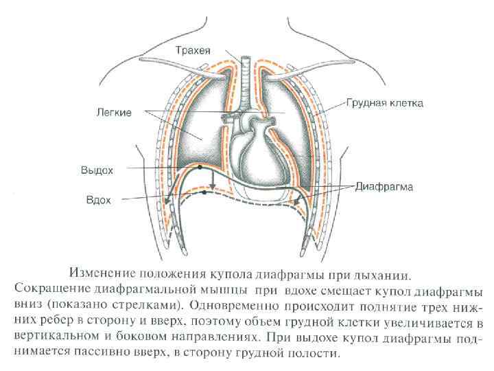 Какой буквой на рисунке обозначена дыхательная мышца диафрагма