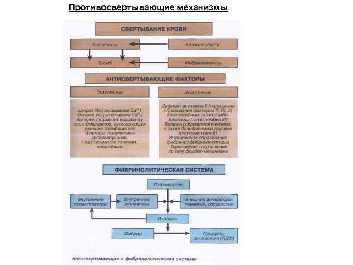 Противосвертывающие механизмы 