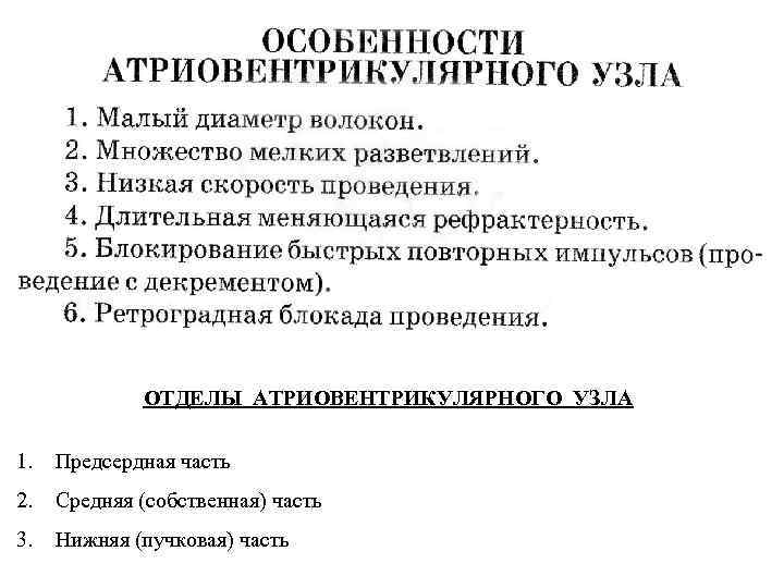 ОТДЕЛЫ АТРИОВЕНТРИКУЛЯРНОГО УЗЛА 1. Предсердная часть 2. Средняя (собственная) часть 3. Нижняя (пучковая) часть