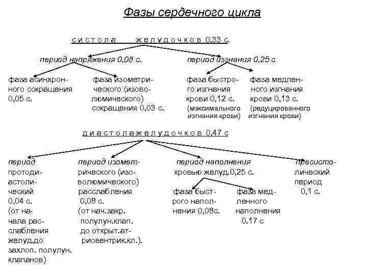 Фазы сердечного цикла с и с т о л а ж е л у