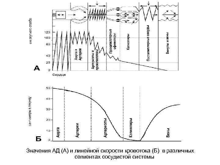 Значения АД (А) и линейной скорости кровотока (Б) в различных сегментах сосудистой системы 