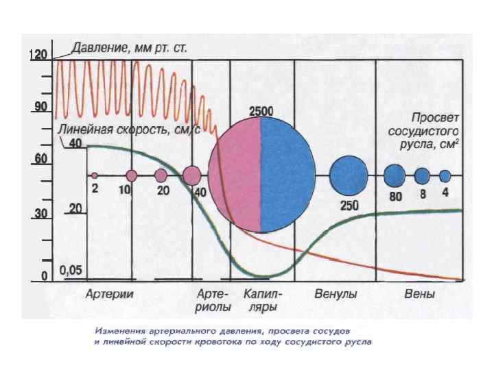 Линейная скорость кровотока больше. Объемная скорость кровотока график. Давление и скорость крови в сосудах. Изменение скорости кровотока.