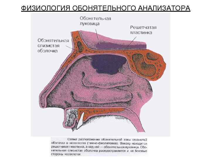 ФИЗИОЛОГИЯ ОБОНЯТЕЛЬНОГО АНАЛИЗАТОРА 