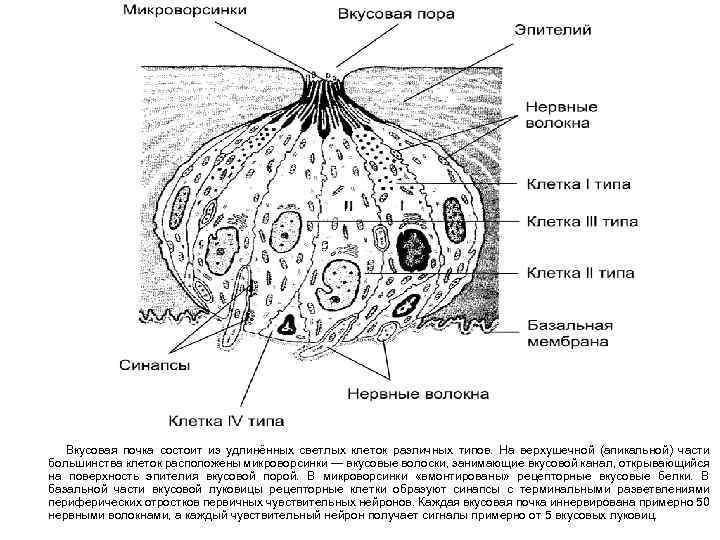  Вкусовая почка состоит из удлинённых светлых клеток различных типов. На верхушечной (апикальной) части