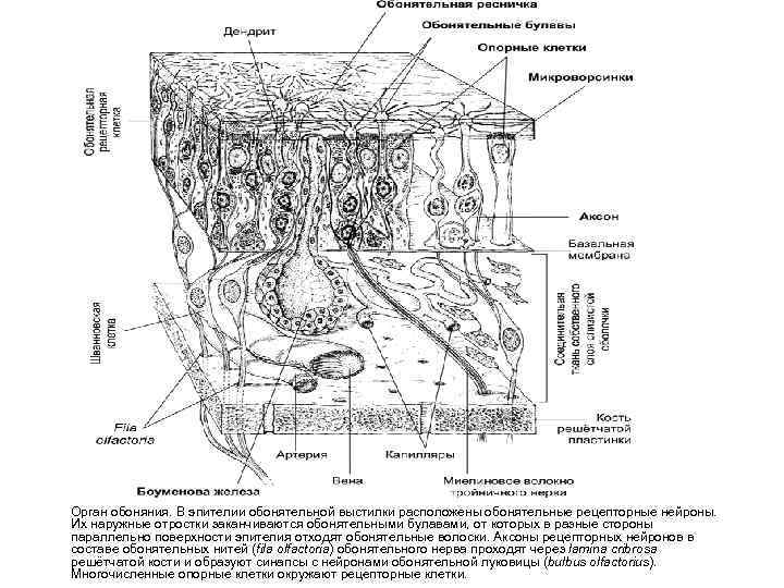  Орган обоняния. В эпителии обонятельной выстилки расположены обонятельные рецепторные нейроны. Их наружные отростки