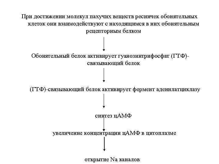 При достижении молекул пахучих веществ ресничек обонятельных клеток они взаимодействуют с находящимся в них