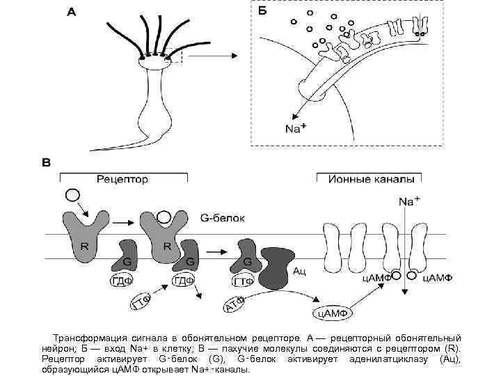  Трансформация сигнала в обонятельном рецепторе. А — рецепторный обонятельный нейрон; Б — вход
