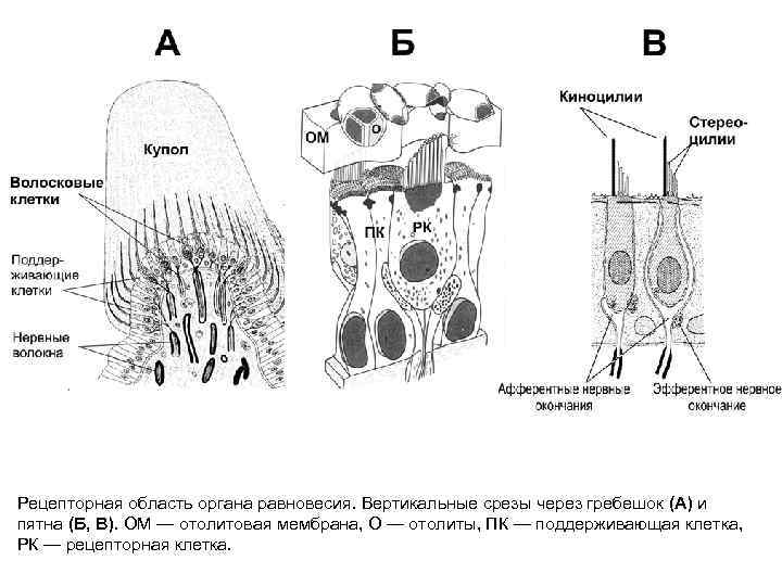 Рецепторная область органа равновесия. Вертикальные срезы через гребешок (А) и пятна (Б, В). ОМ