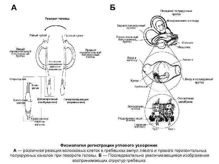 Физиология регистрации углового ускорения. А — различная реакция волосковых клеток в гребешках ампул левого